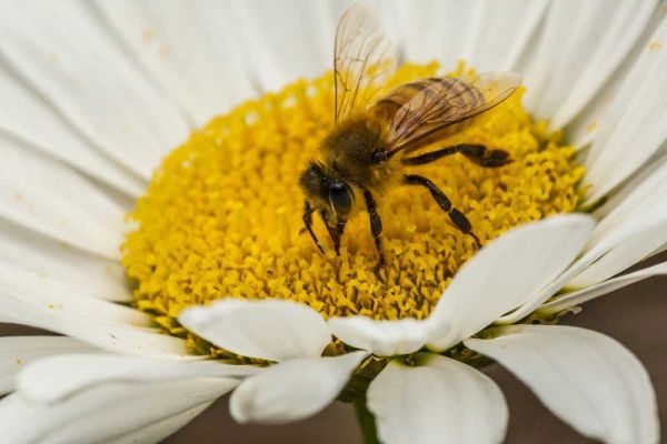 Colorado, Jefferson Co Honey bee on daisy